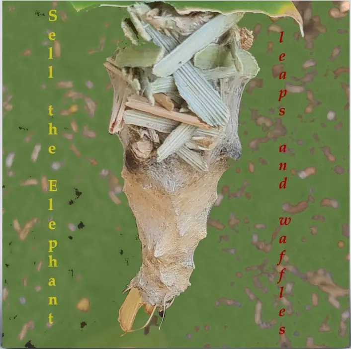 Leaps and Waffles (Digital)